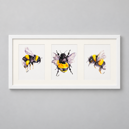 Framed Bumblebee Triptych – Three A5 Watercolour Prints